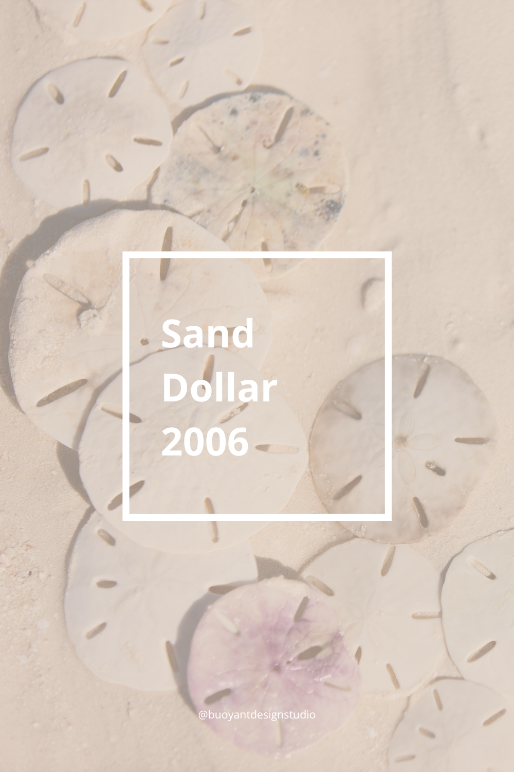 Sand Dollar 2006
